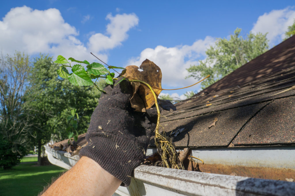 roof maintenance tips